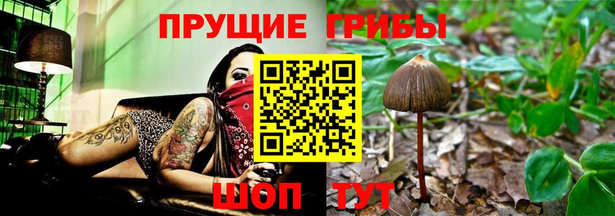 Псилоцибиновые грибы GOLDEN TEACHER Семёнов